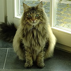 ノルウェージャンフォレストキャットの画像